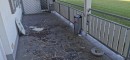 Ungebetene Gäste am Clubheim.